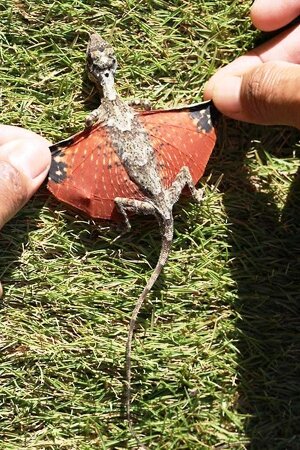 Real dragon, only smaller