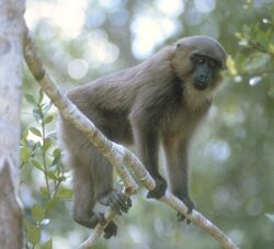 Mentawai Macaque