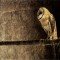 owl-desktop-wallpaper