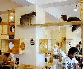 cat-cafe-to-open-in-london-east-end-cats