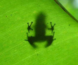 poison dart frog on banana leaf