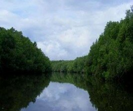 wisata_mangrove_bedul_banyuwangi_jpgthumb1